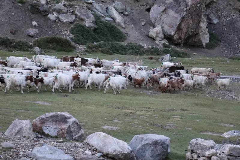 Trek and Climb Mentok Kangri 11 - 6210m and 1 - 6172m) gallery image